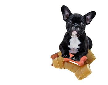 adult, black, white, french, bulldog, beige, rawhide, puppy, animal, dog, pet