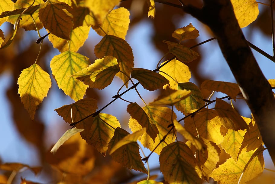 autumn, leaves, birch, yellow leaves, forest, trees, living nature, tree, sheet, golden autumn, plant