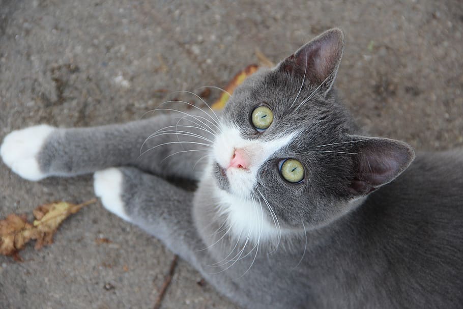 kater, mogli, katze, cat, pet, animal