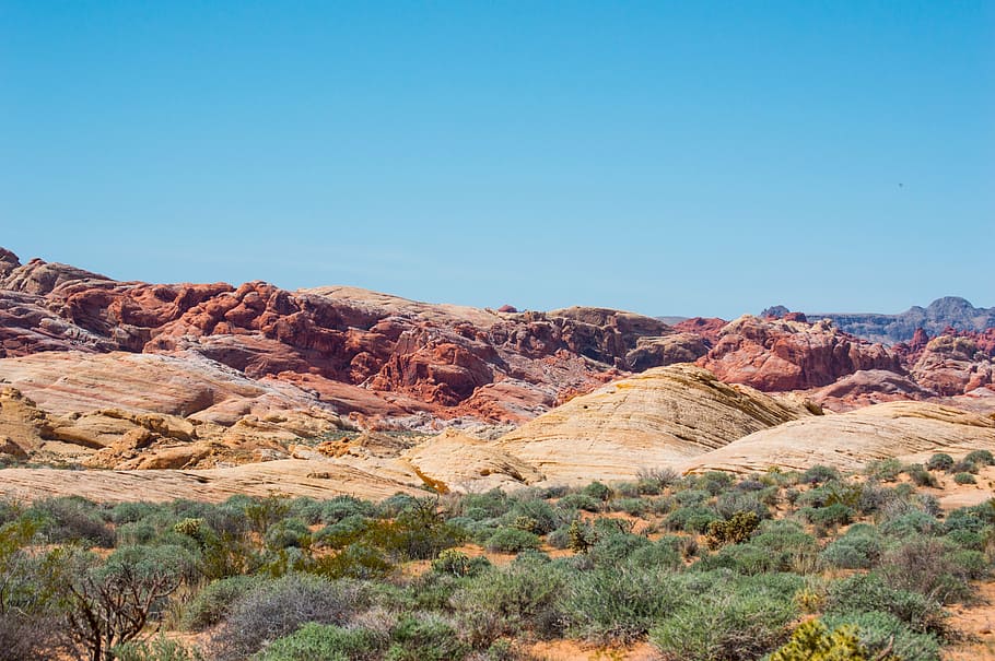 rock formation, green, leafed, plant, valley of fire, nevada, national park, desert, valley of the fire, red rocks, landscape