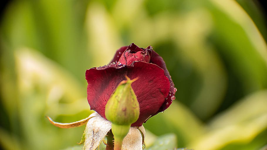 rose, blossom, bloom, red, purple, black baccara, nature, plant, raindrop, beauty, garden