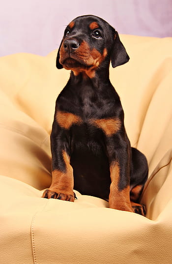 Černá, štěně doberman pinscher, Pes, Dobrman, domácí mazlíčci, zvíře, psí
