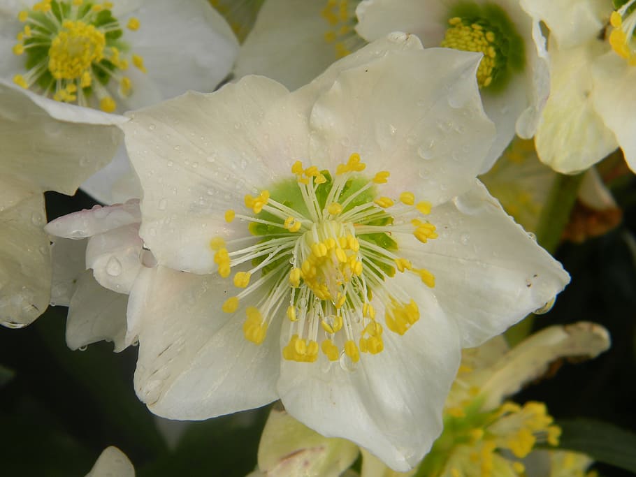 růže Vánoce, helleborus niger, čemeřice bílá, květ, zahrada, zimní