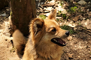 dog, pet, hand, trust, young, rischko, joy, good, friend, animal shelter, love