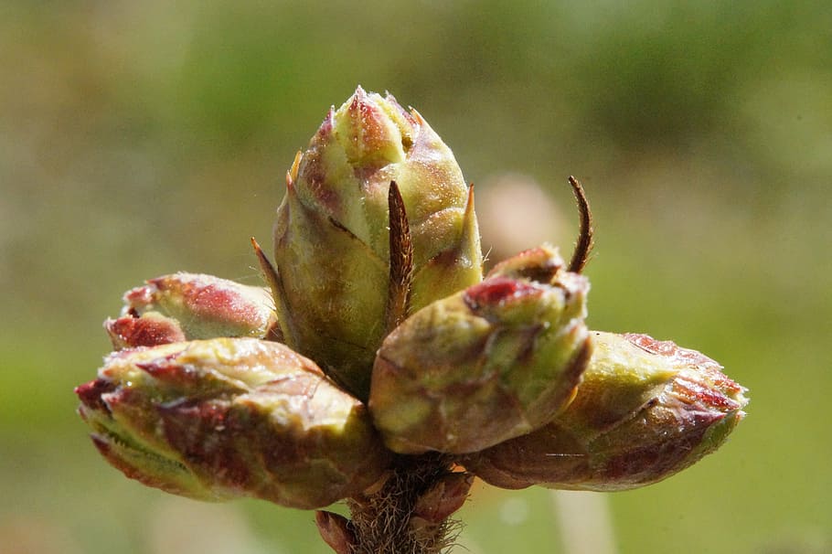 germoglio, azalea, azienda, primavera, giovane guidava, ramo, pianta, natura, giovane, vicino, crescere