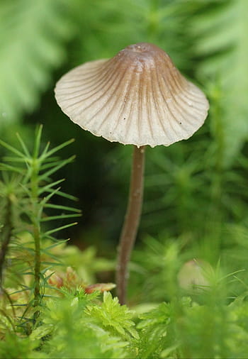 fungo marrone, fungo, funghi, natura, foresta, autunno, muschio, Marrone chiaro, grigio, sottobosco, cappello
