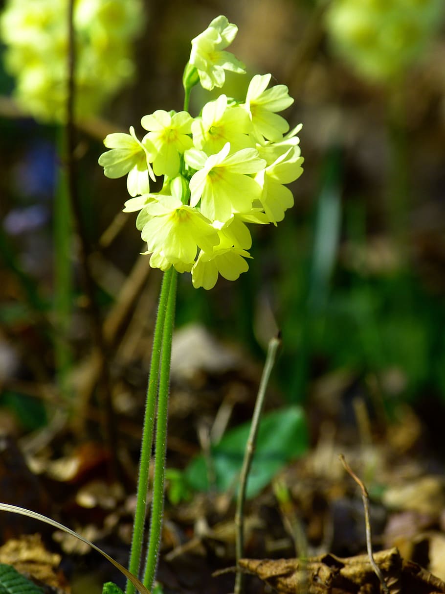 kráva, lesní prvosenka, vysoké prvosenka, primula vulgaris, petrklíč, květ, žlutá, květiny