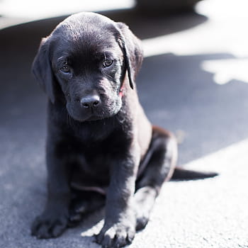 siyah, labrador retriever köpek yavrusu, Siyah laboratuvar, laboratuvar, köpek yavrusu, üzgün köpek, köpek, bir hayvan, Evcil Hayvanlar, hayvan, açık havada