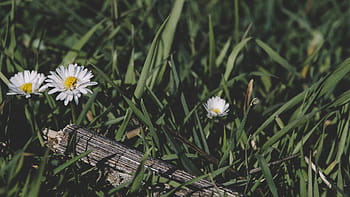 selektivní, zaostřovací fotografie, bílý, květy sedmikrásky, selektivní zaměření, fotografování, bílá sedmikráska, květiny, Černá, tráva, šedá