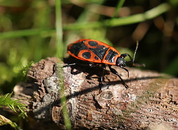 Gendarme, Insect, Red, Thumbtack, Garden, red thumbtack, bug, one animal, animal themes, animals in the wild, nature