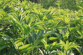 danewort, ebulus, podána, zelená, sambucus, rostlin