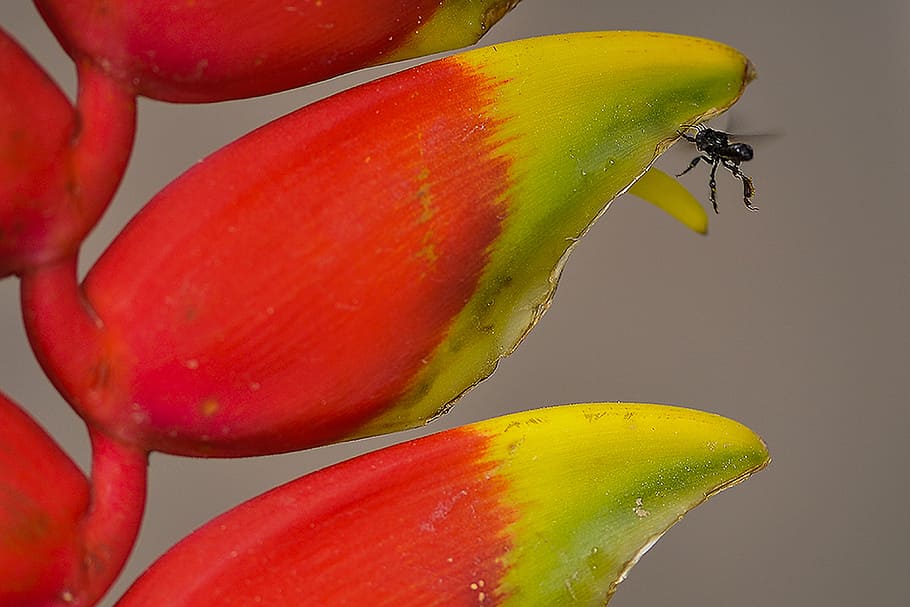 flower, leaves, banana tree, ornamental, insect, red, yellow, gives trusses