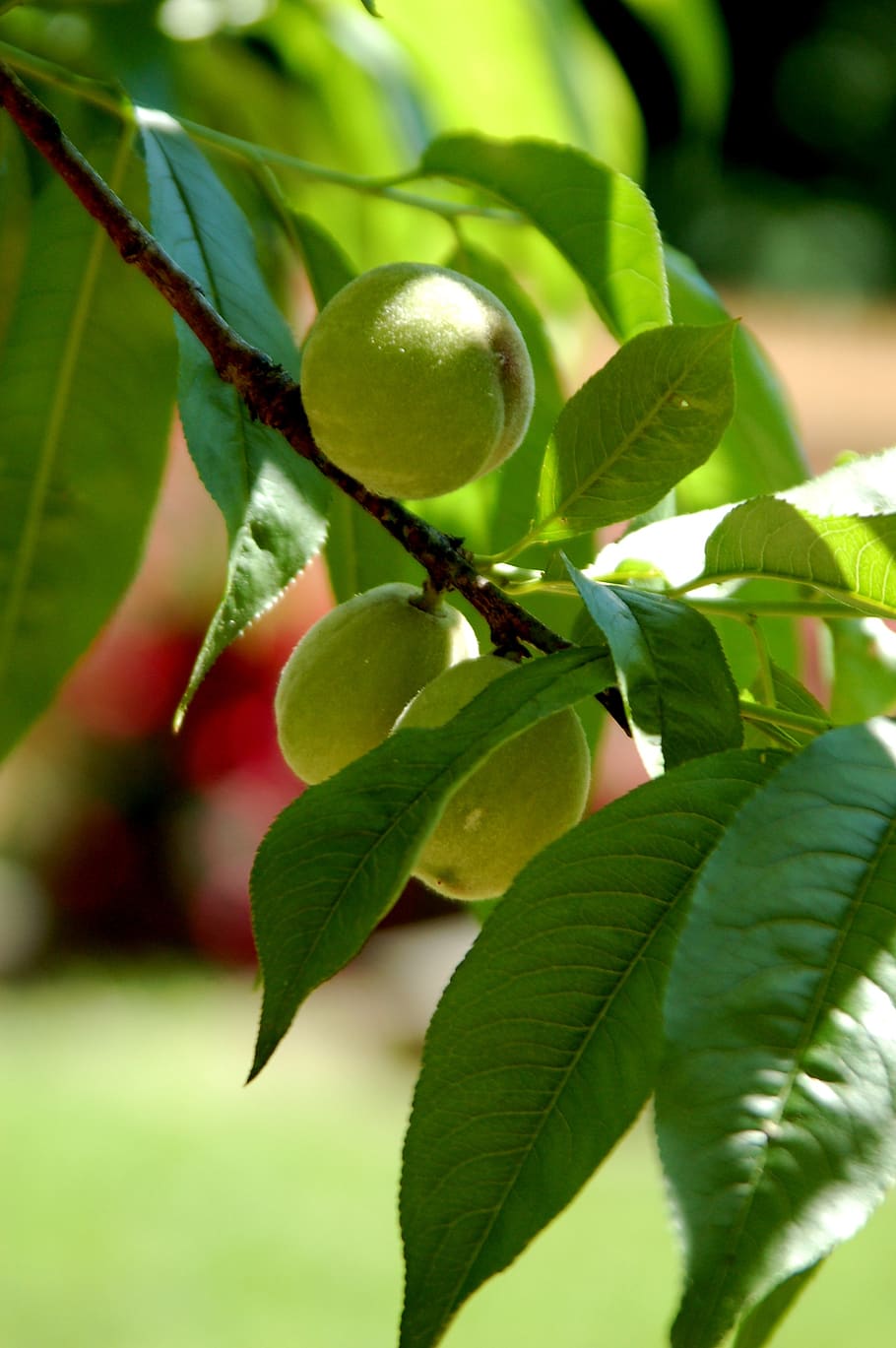 peaches, tree, fruit, peach, nature, summer, branch, green, spring, leaves, garden