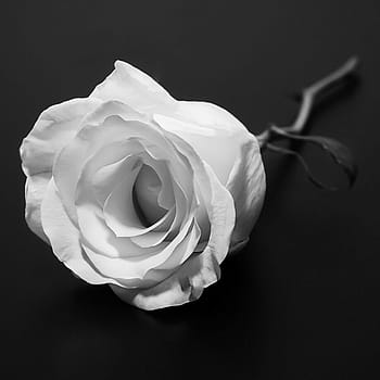 aromatic, background, beautiful, beauty, bloom, blossom, bouquet, closeup, decoration, flora, floral
