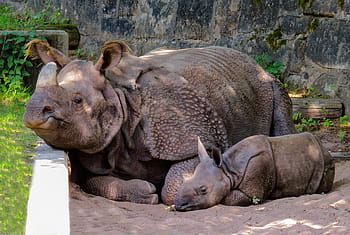 two, adult, young, rhinoceros, animal, rhino, pachyderm, rhino baby, panzer, nürnberger tiergarten, little rhino