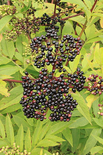 bobule, Černá, danewort, ebulus, starší, sambucus, ovoce, rostlin