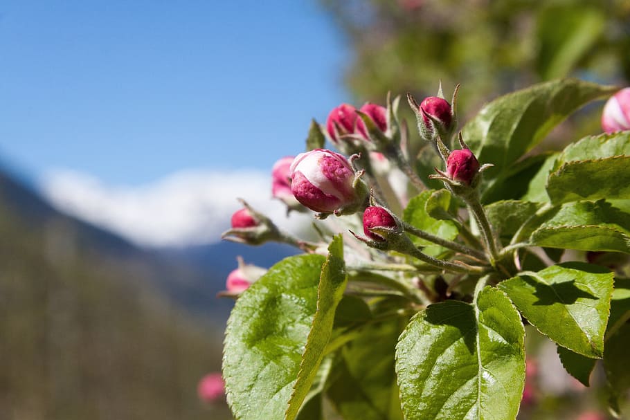 Apple Blossom, Trellis, Bloom, bud, flowers, spring, lenz, one, the four seasons, awakening, nature