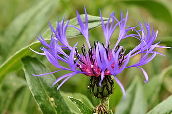 mělký, zaostřovací fotografie, nachový, květ, alpská chrpa, centaurea montana, kompozitů, flóra, divoká rostlina, rostlina, květinová zahrada