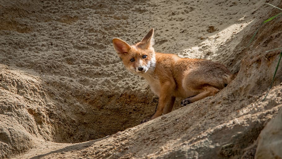 Červené, liška, šedá, Skalní formace, během dne, červená Liška, šedá skála, vulpes vulpes, divoký, Příroda, srst