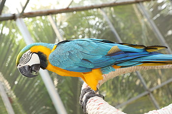 green parakeet, beautiful yellow green parakeet, rare parakeet, cute parakeet, beautiful parakeet, parakeet wallpaper, portrait of parakeet, south american parakeet, blue macaw, macaws blue gold beautiful, parakeets rare