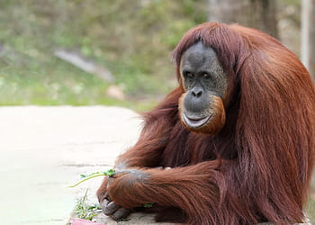 orangutan holding plant, orangutan, monkey, primate, ape, wildlife, animal, sumatran, rainforest, endangered, nature