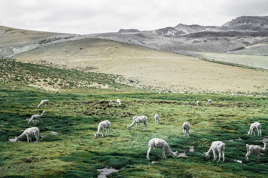 pastvy, tráva, krajina, lama, Colca, Peru, fotky, krajiny, hospodářských zvířat, veřejná doména, ovce
