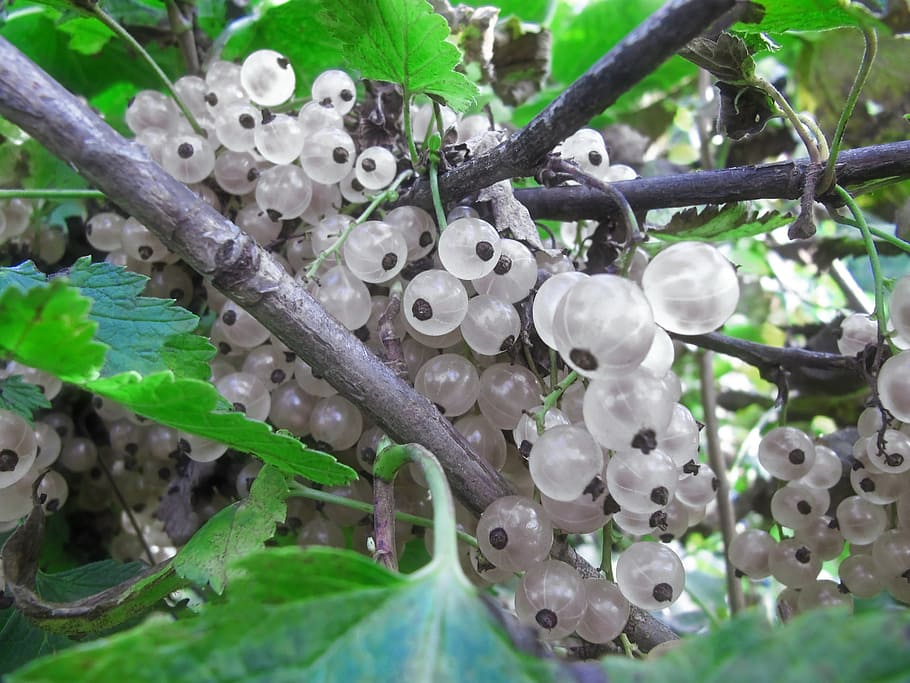 detailní, fotografování, bílý, rybíz ovoce, bílý rybíz, rybíz, bobule, bezbarvý, kyselý, albín, žebra