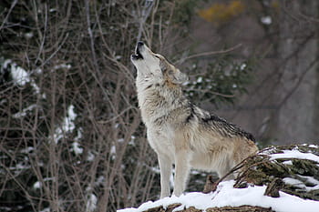brown, black, wolf, daytime, howling, animal, wild, nature, wildlife, snow, animals in the wild
