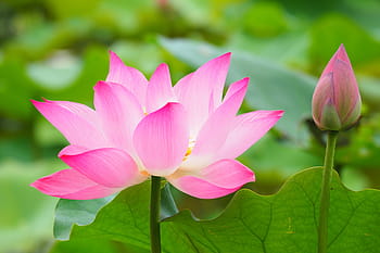 růžový, lotosový květ, květ, zavřít, fotografie, Botanická zahrada, lotus, taipei, tchaj-wan, letní, lotosový list