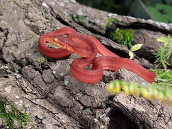 snake, amazon tree boa, boa, constrictor, wildlife, reptile, serpent, scary, fauna, animal, nature