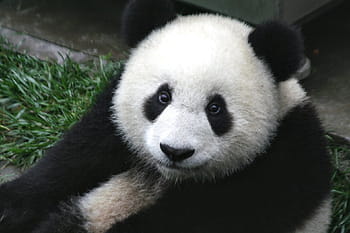 bianca, nero, panda, cucciolo, natura, zoo, carina, Cina, mammifero, orso, animale