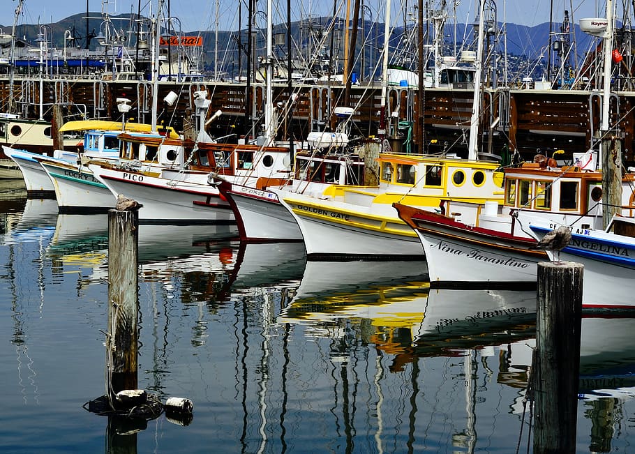 san, francisco, yachts, sail, boats, marina, california, bay, tourism, transportation, pacific