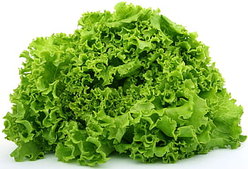 green lettuce, lettuce, calories, catering, colorful, cookery, cooking, cuisine, culinary, delicious, diet