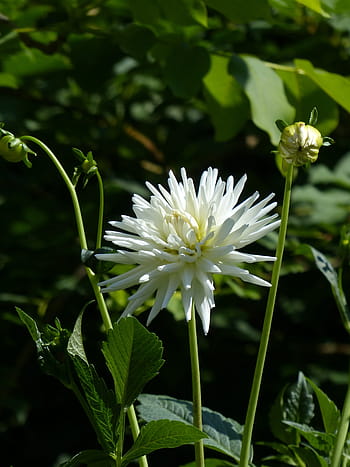 Kaktus, Dahlia, Blossom, Bloom, kaktus dahlia, kuncup, putih, bunga, taman dahlia, georgine, komposit