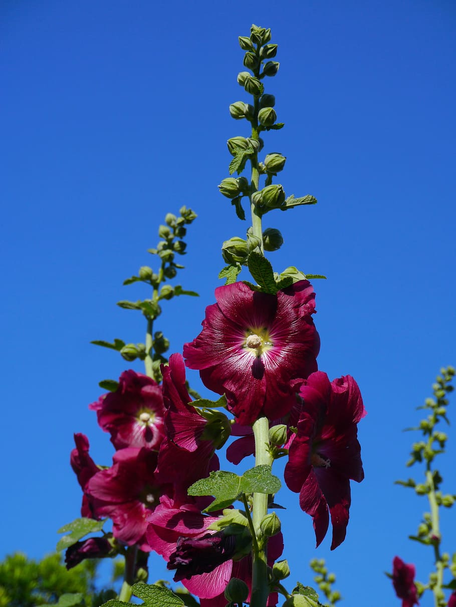 althaea rosea, hana aoi, red, akane, red purple, flowers, bud, leaf, green, otsu park, yokosuka