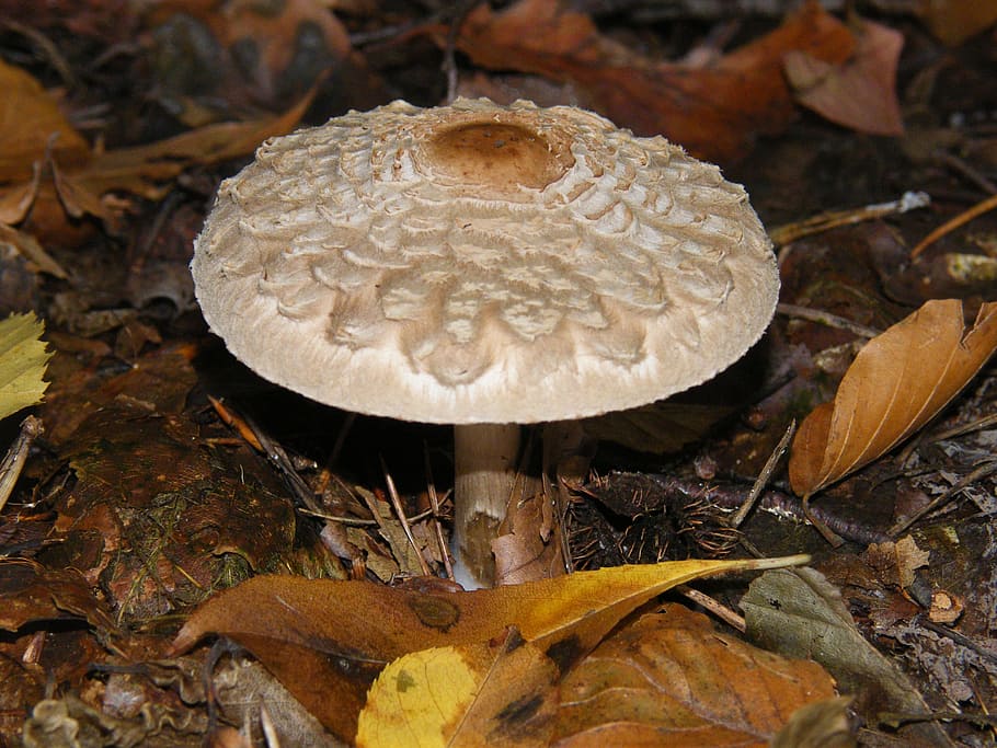 obří obrazovka houba, bubnové paličky, houby, les, podzim, barvitý, listy, sbírat, boletes