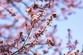 flores de primavera rosadas, rosa, flores de primavera, flores, flora, cielo azul, floreciente, primavera, flor, ramita, rama
