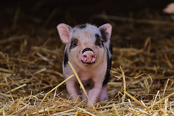 pink, black, piglet, walking, brown, hay, wildpark poing, baby, small pigs, cute, sweet
