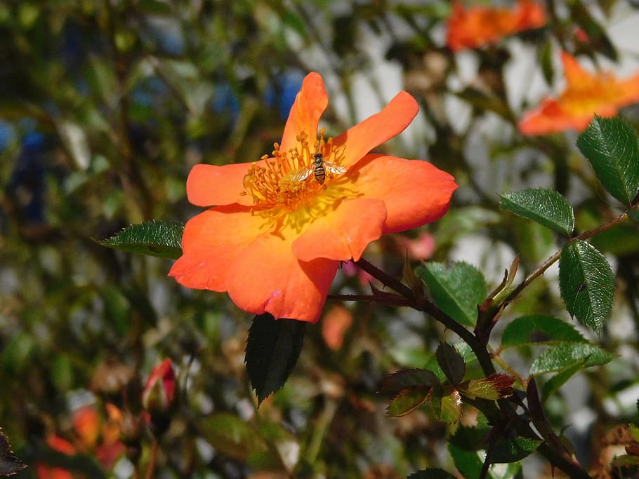 rose, wasp, hornet, orange, flower, bloom, blossom, insect, nature