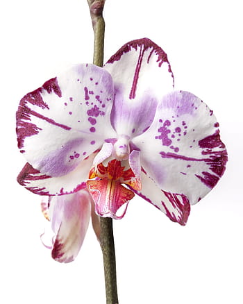 white, purple, orchid flower, close-up photography, phalaenopsis, orchid, phalaenopsis orchid, tropical, flower, striped, kalaidoskop