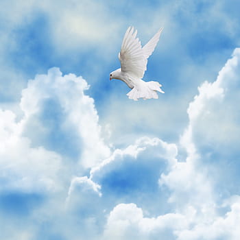 white, dove, flying, sky, paloma, bird, ave, clouds, celeste, background, sunset