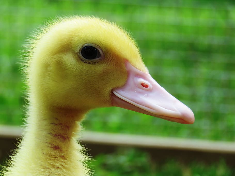 kachna, kuřat, vodní ptáci, chmýří, mladý pták, účtovat, žlutá, portrét, pták, zvíře, Příroda
