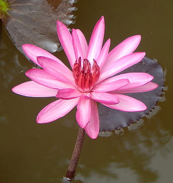 lilie, leknín, červený leknín, lala shapla, lal kamal, raktakamal, nilofar, nymphaea rubra, nymphaeaceae, nymphaea rosea, leuco nymphaea rubra