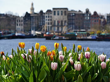 amsterdam, tulipán, Holandsko, tulipány, květiny, holandský, barvitý, Nizozemí, květ, jaro