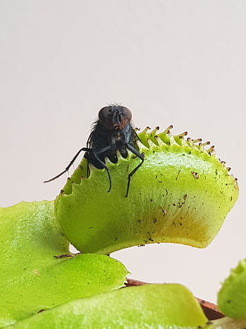 venus fly trap, fly, carnivorous, insects, trap, carnivores, plant, nature, insect
