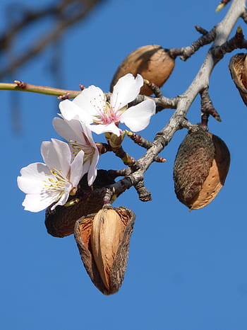 almond tree, flower, florir, almond, nature, tree, branch, plant