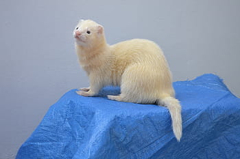 beige, bianca, furetto, Huron, hurolates, animali domestici, furetti