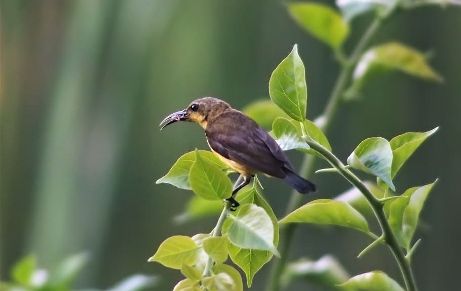 sunbird, olive-back, female, wild, wildlife, nature, natural, perched, outdoor, animal