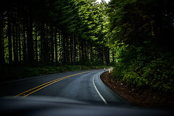 Winding, Roadway, Oregon, forest, photos, public domain, street, trees, United States, road, nature