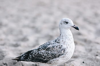 burung camar, pantai, Putih, di pantai, pasir, hewan, burung, tepi laut, alam, laut, margasatwa